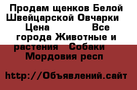 Продам щенков Белой Швейцарской Овчарки  › Цена ­ 20 000 - Все города Животные и растения » Собаки   . Мордовия респ.